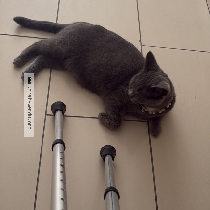Foto 1/1 Kat teruggevonden Vermist in Schaerbeek