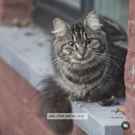 Foto 1/1 mia Kat vermist in Couillet