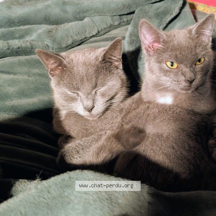 Photo of a cat found in Nevers