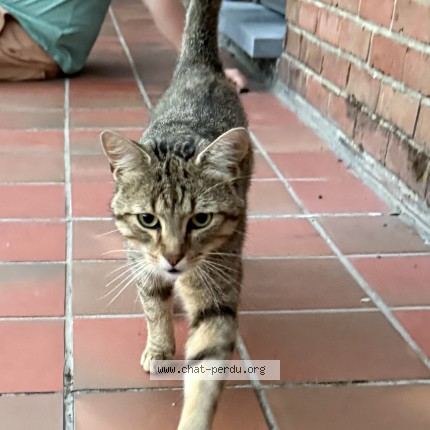 Foto 1/1 Kat gevonden Gevonden in Braine Le Comte