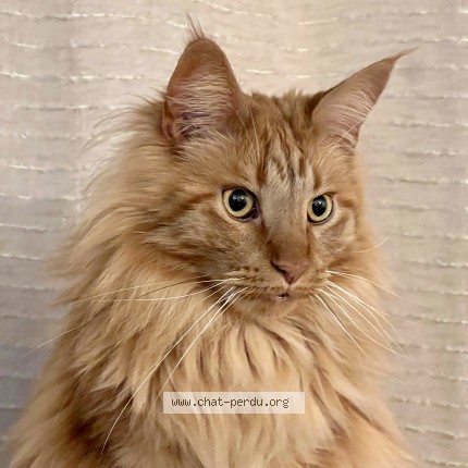 Photo of a cat found in Loon Plage
