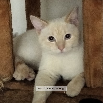 Foto 1/1 neo Kat vermist in Quievrain