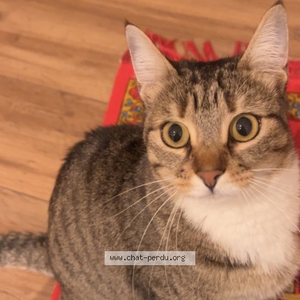 Photo of a cat found in Nice