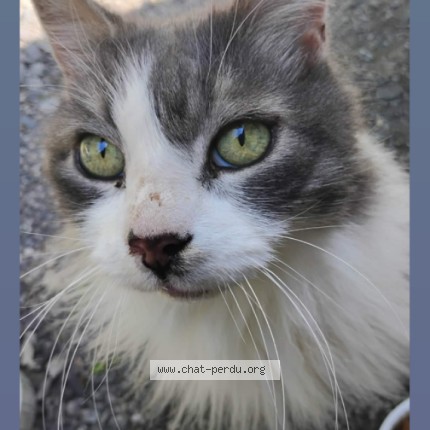 Photo 1/1 Found cat Found in Cowansville