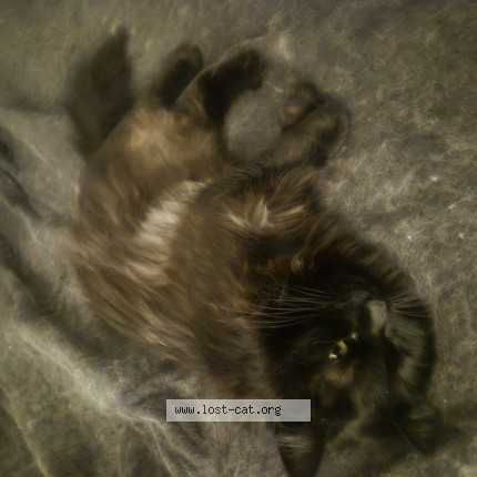 Photo 1/1 bella Cat lost in Kelowna