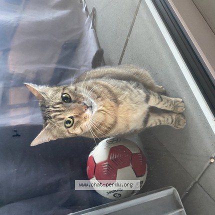 Foto 1/1 Gefundene Katze Gefunden in Saignelegier
