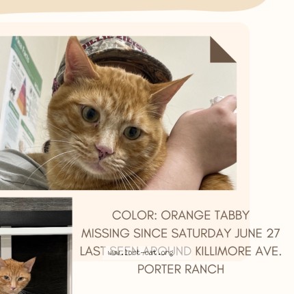 Photo 1/2 Frankie Cat lost in Porter Ranch