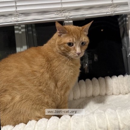 Photo 2/2 Frankie Cat lost in Porter Ranch