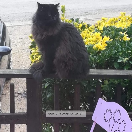 Photo of a cat found in Pierrelatte