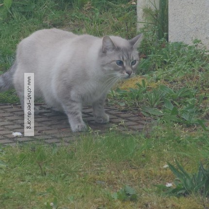 Photo of a cat found in Quimperle