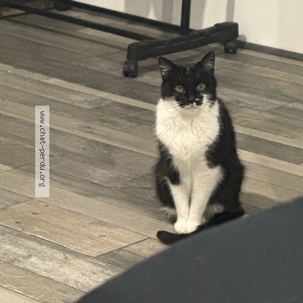 Photo of a cat found in Saint Quentin