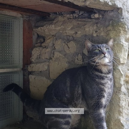 Photo of a cat found in Jumeauville