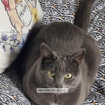 Photo of a cat found in Varennes Vauzelles