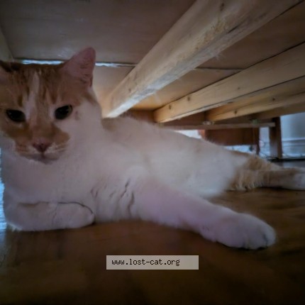 Photo 1/1 Bianki Cat lost in Richmond Hill