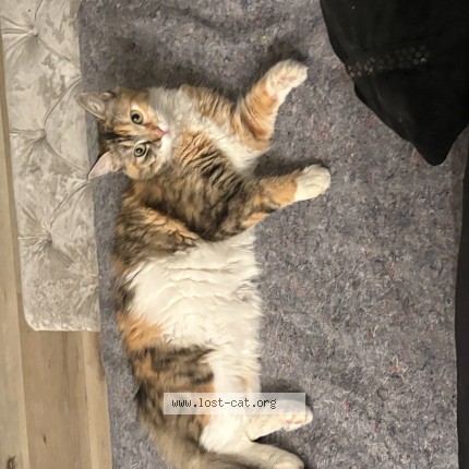 Photo 1/1 Paris Cat lost in Harbor City