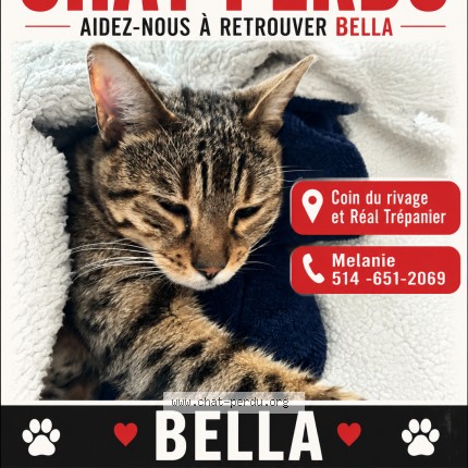 Photo 1/1 Bella Cat lost in St Jean Sur Richelieu