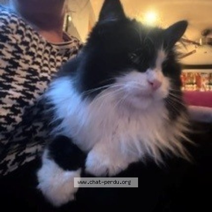 Picture of cat lost at Ville Lemoyne