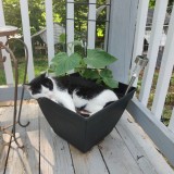 Boxxie
