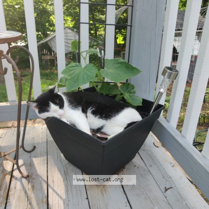 Photo 1/1 Boxxie Cat lost in Kansas City