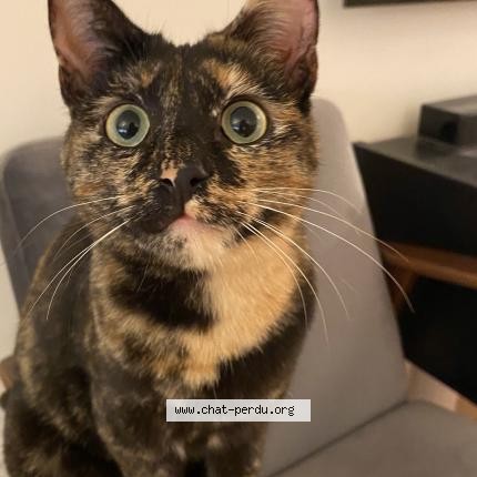 Photo of a cat found in Paris