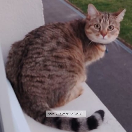 Photo of a cat found in Houilles
