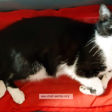 Photo of a cat found in Toulouse