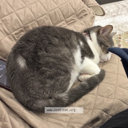 Photo 1/1 mano Cat lost in Georgetown