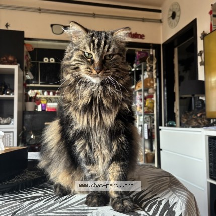Foto 1/1 Kat teruggevonden Vermist in Bruxelles