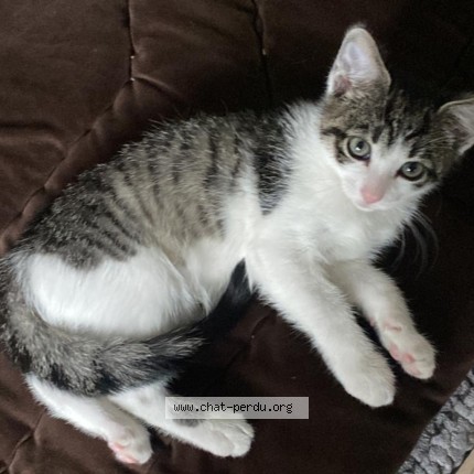 Photo of a cat found in Chelles
