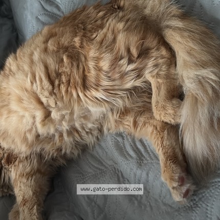 Photo of a cat found in Merida