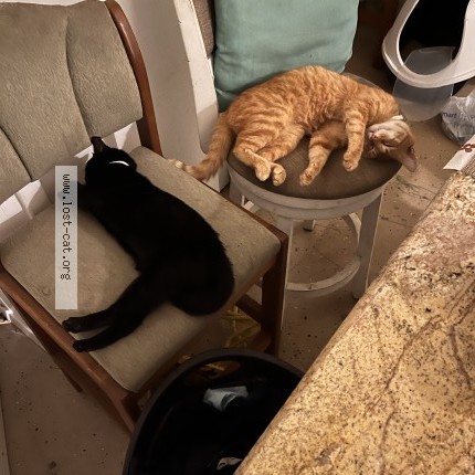 Photo 1/1 sugar bear Cat lost in Mabelvale