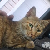 Ginger