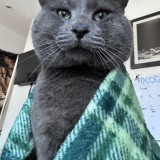 milo