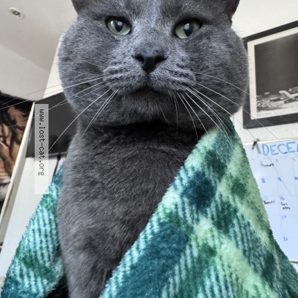 Photo 1/1 milo Cat lost in Oxnard 93033
