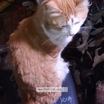 Photo 1/1 meow meow Cat lost in La Mesa