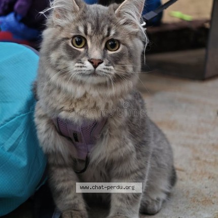 Picture of cat found at Blainville