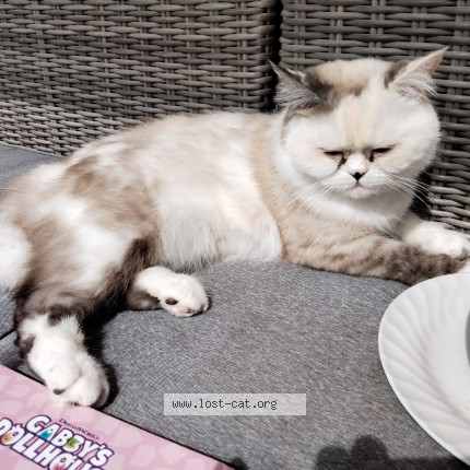 Foto einer verlorenen Katze in Bocksdorf Burgenland