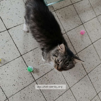 Foto 1/1 Kat teruggevonden Vermist in Gosselies