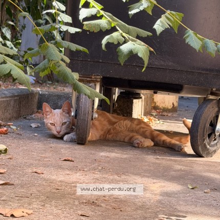 Photo of a cat found in Marseille