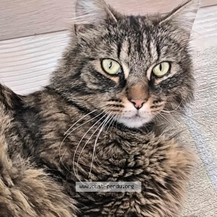 Photo of a cat found in Niederbronn Les Bains