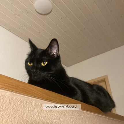 Foto 1/1 Wiedergefundene Katze Verloren in 1510 Moudon