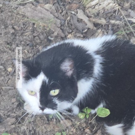 Photo 1/1 Found cat Found in Paducah