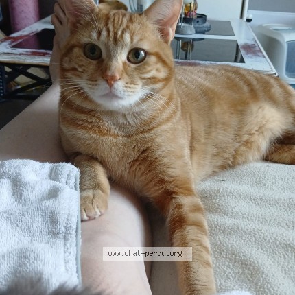 Photo of a cat found in Troyes