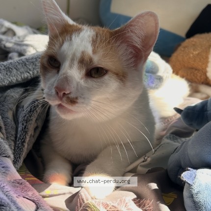 Photo 1/1 Sonic Cat lost in Levis