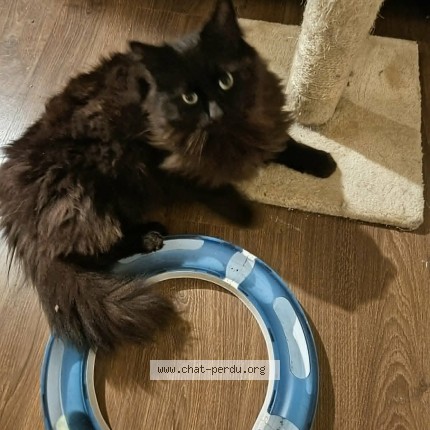 Foto 1/1 Kat teruggevonden Vermist in Sint Pieters Leeuw