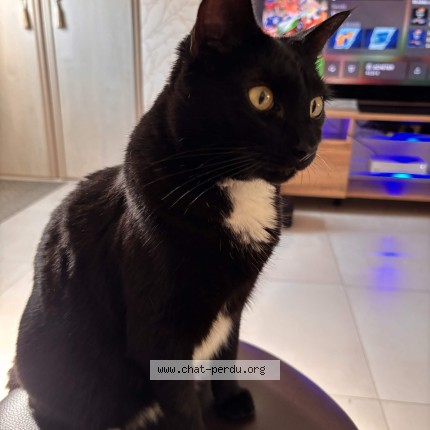 Photo of a cat found in Mormant