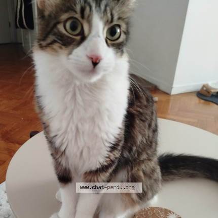 Photo of a cat found in Le Kremlin Bicetre
