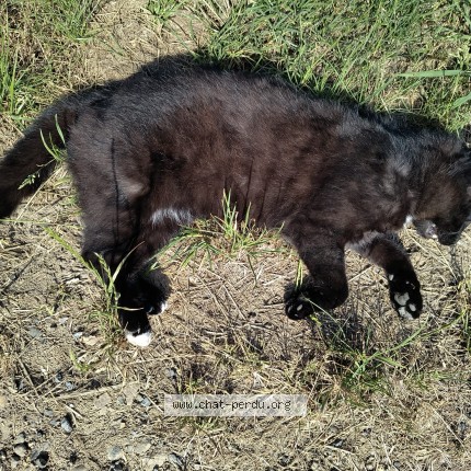 Foto 1/1 Kat gevonden Gevonden in Slins