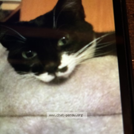 Photo of a cat found in Romainville