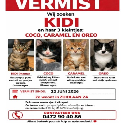 Foto 1/1 Kidy Kat vermist in Tremelo